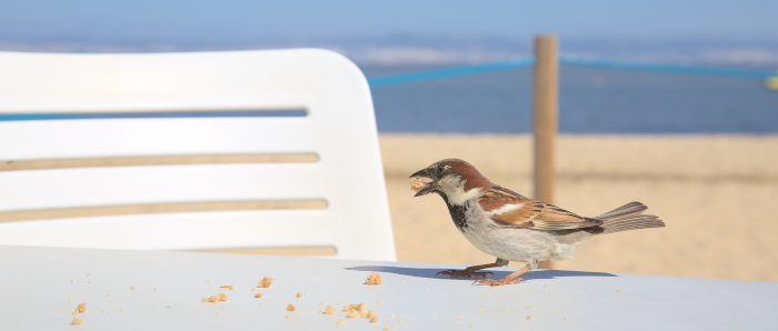 BirdNet-Pi